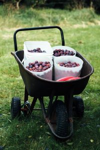 Fruit Buckets